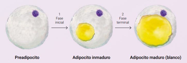 adipocitos-singuladerm-booster-peptide-balm.JPG